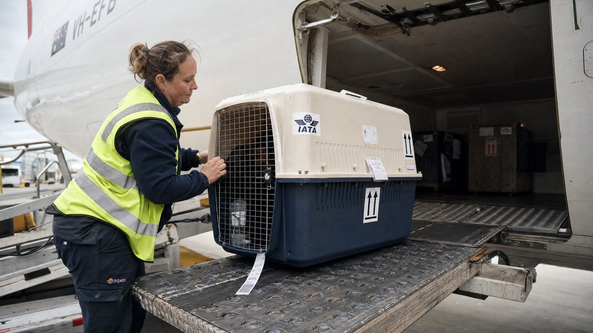 Animal en soute d'avion